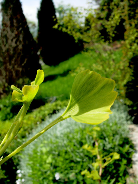 Ginkgo