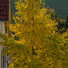 Ginkgo