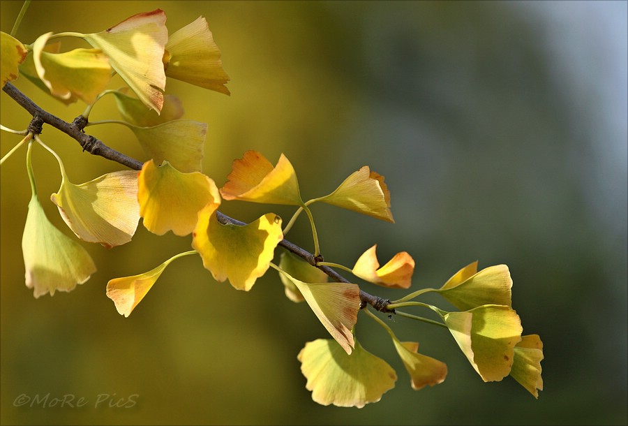 Ginkgo ...