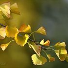 Ginkgo ...