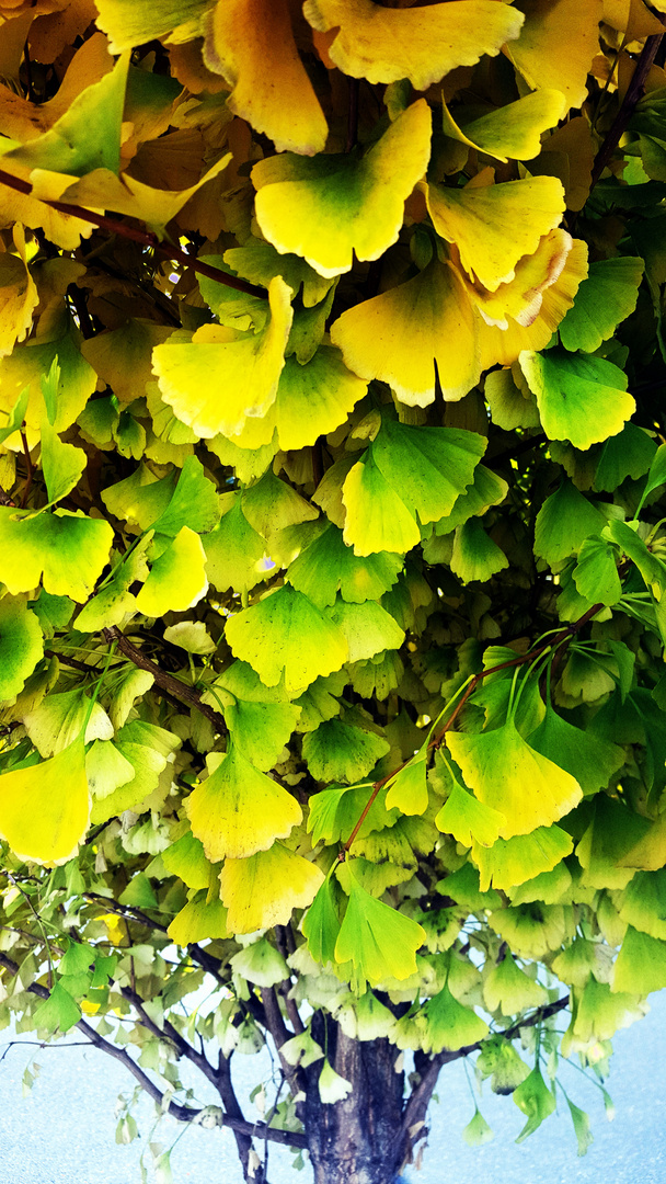 Ginkgo