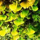 Ginkgo