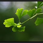 Ginkgo