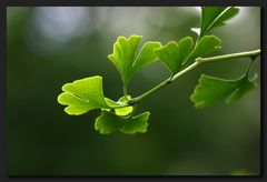 Ginkgo