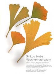 Ginkgo