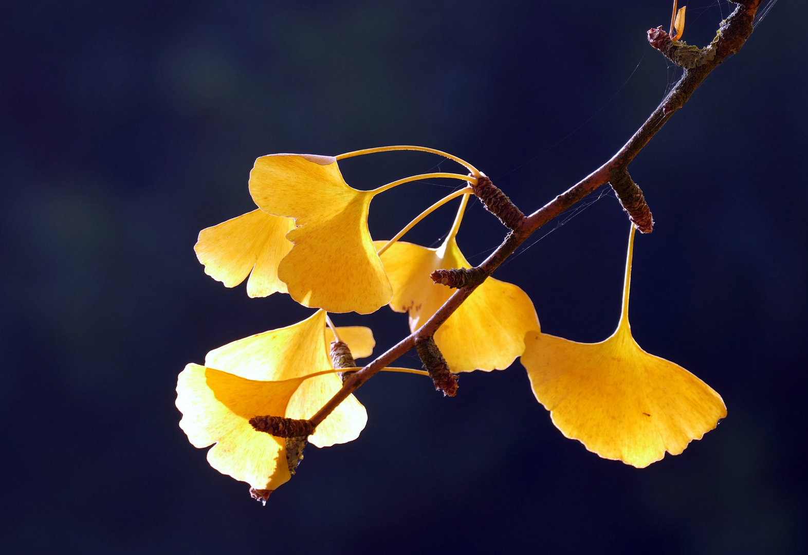 Ginkgo