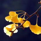 Ginkgo