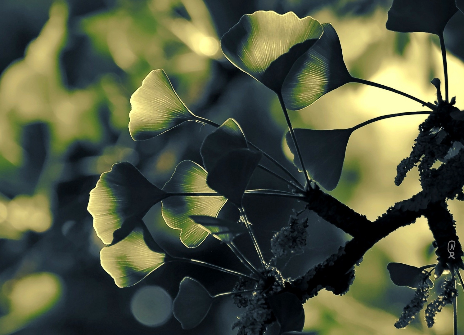 Ginkgo