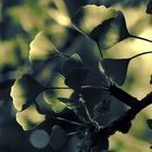 Ginkgo