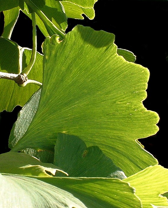 Ginkgo