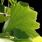 Ginkgo