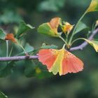 Ginkgo