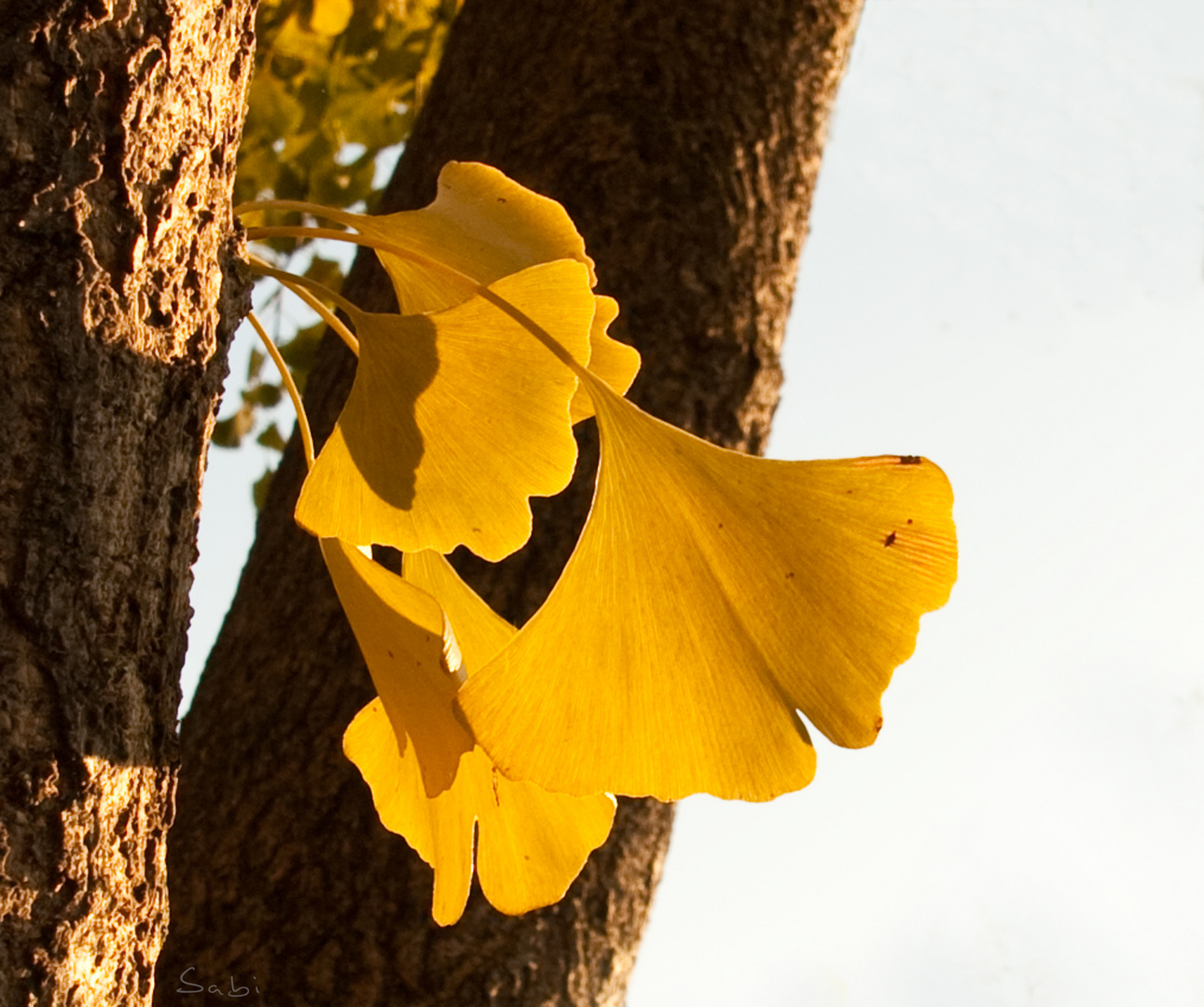 Ginkgo