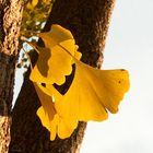 Ginkgo