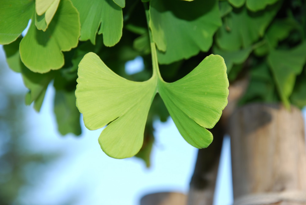 Ginkgo