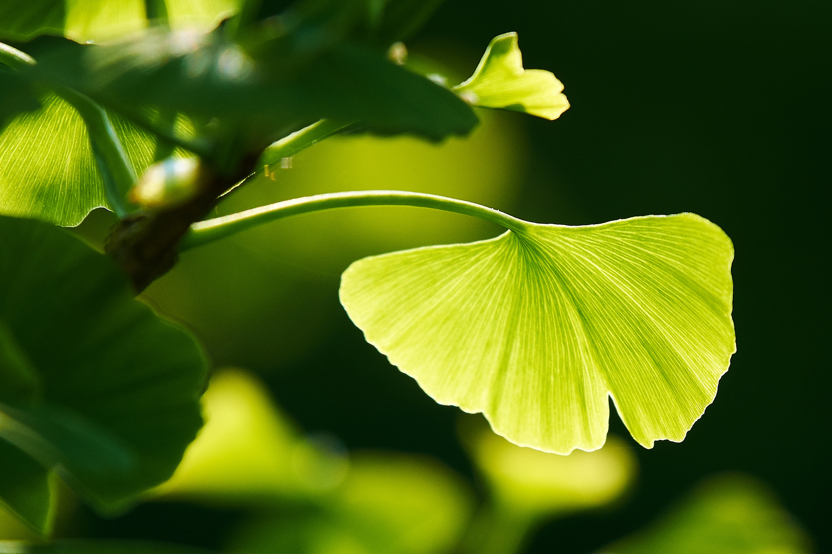 Ginkgo