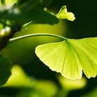 Ginkgo