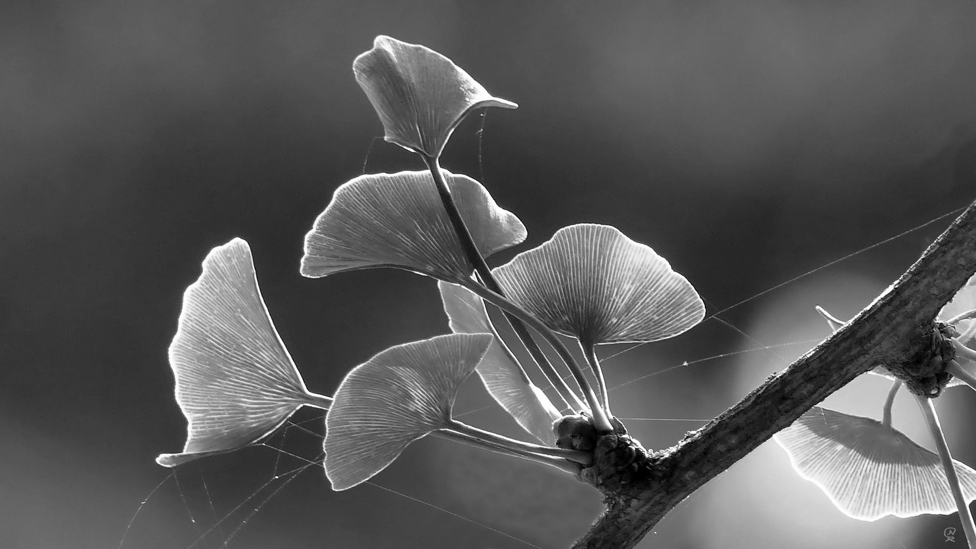 Ginkgo