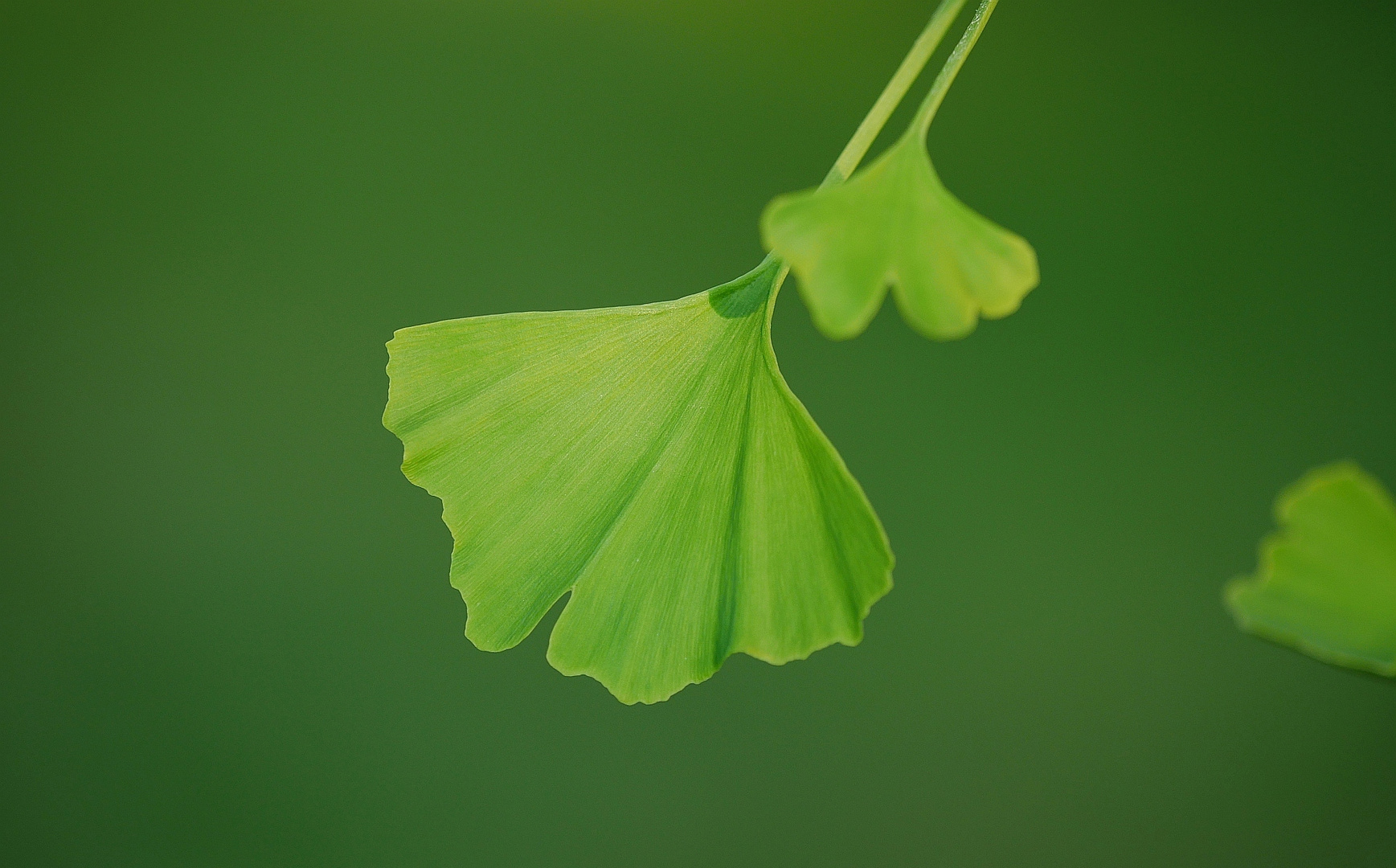 Ginkgo