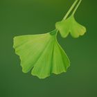 Ginkgo