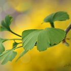 Ginkgo