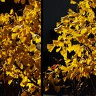 Ginkgo