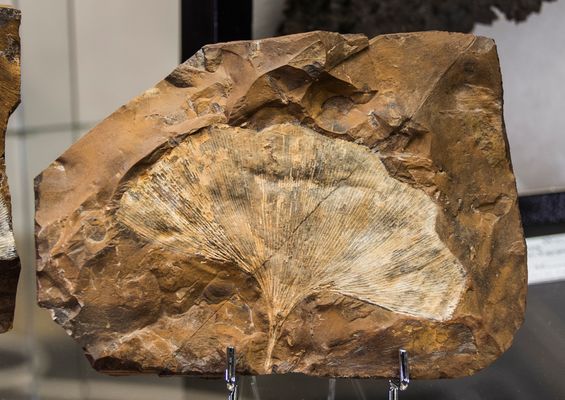 " Ginkgo Adianthoides "