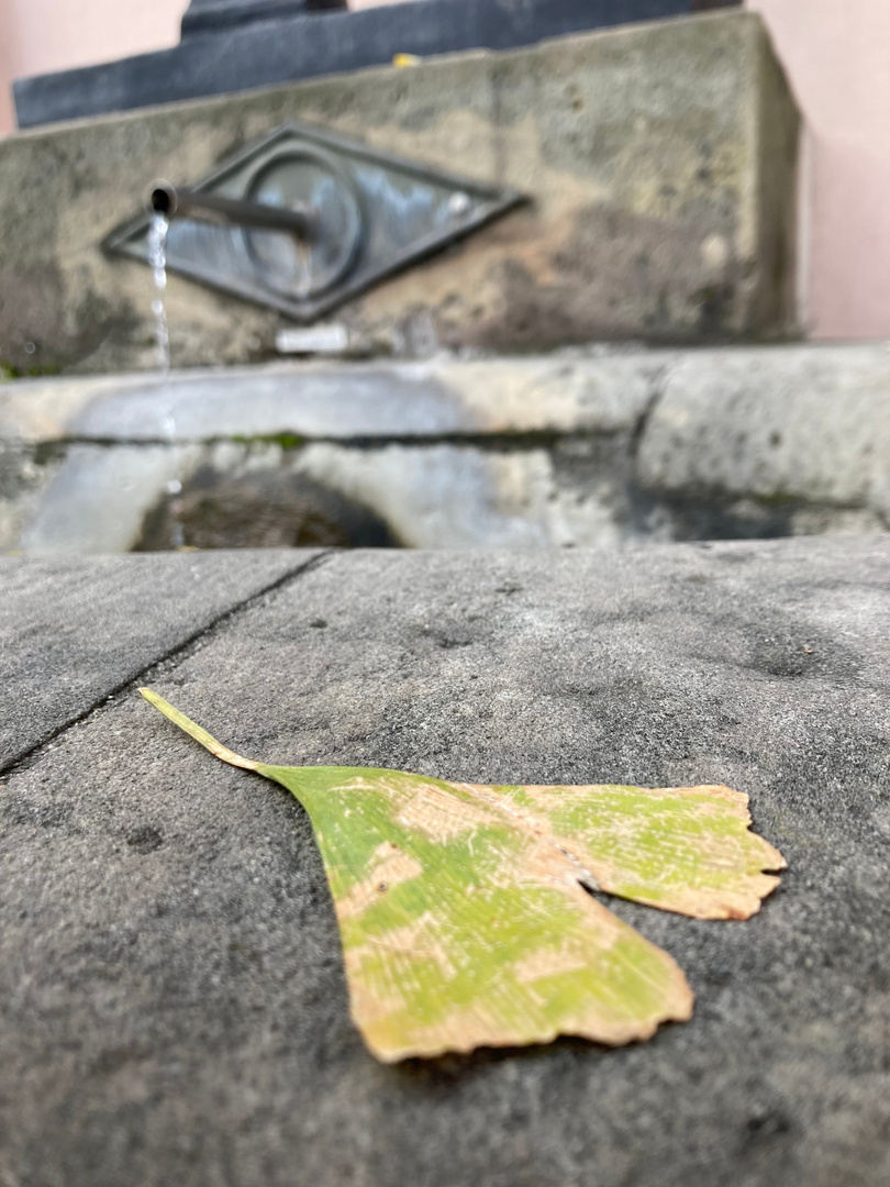 Ginkgo am Brunnen