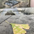 Ginkgo am Brunnen