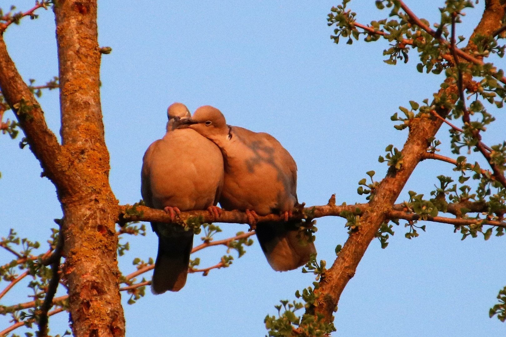 Ginkgo: _A_M_O_R_E_, Taubenliebe...