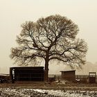 ginkgo auf dem Land