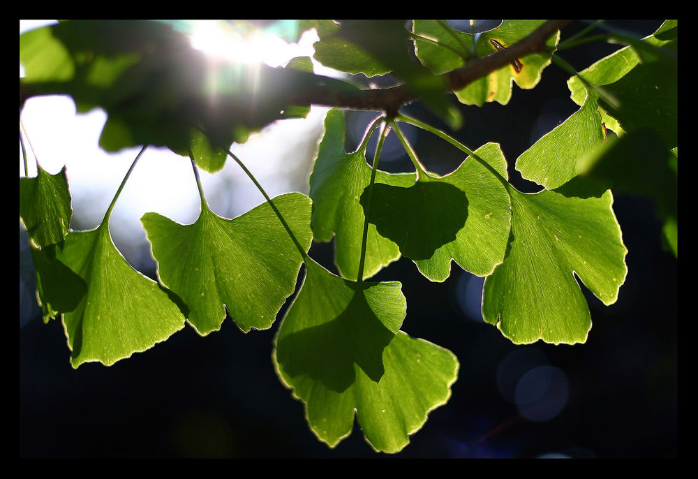 Ginkgo