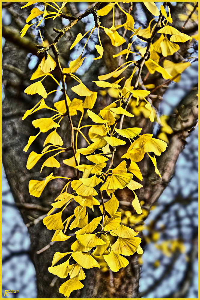 Ginkgo-Baum im Herbst