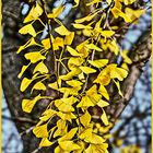 Ginkgo-Baum im Herbst