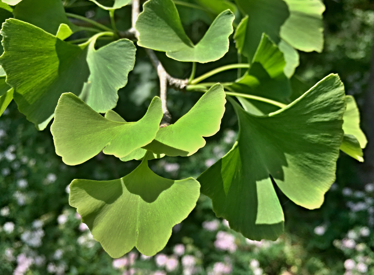 GINKGO