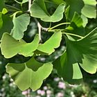 GINKGO