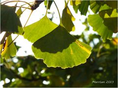 Ginkgo Biloba