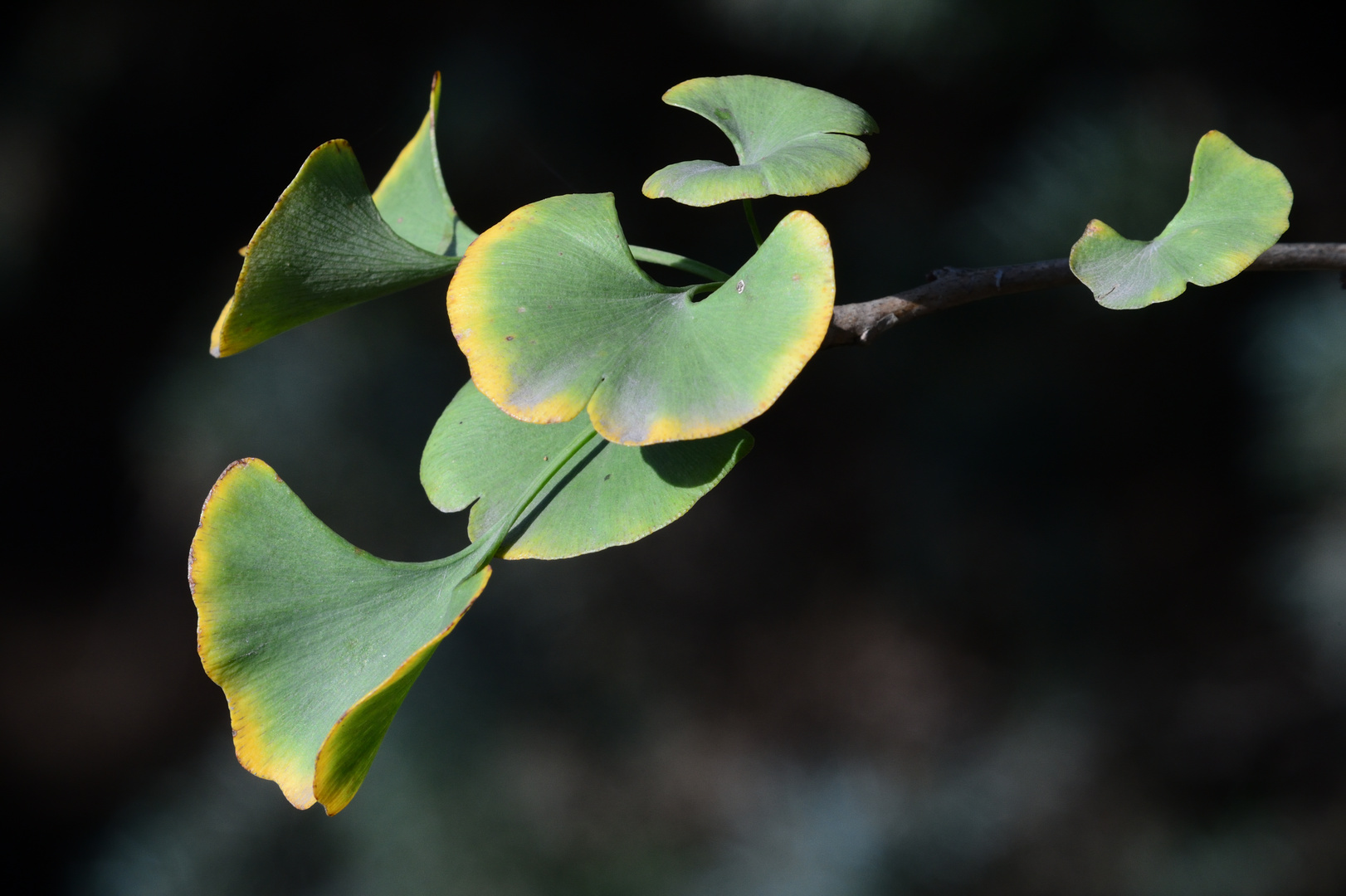 Ginkgo Biloba