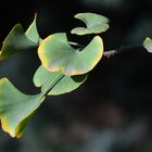 Ginkgo Biloba