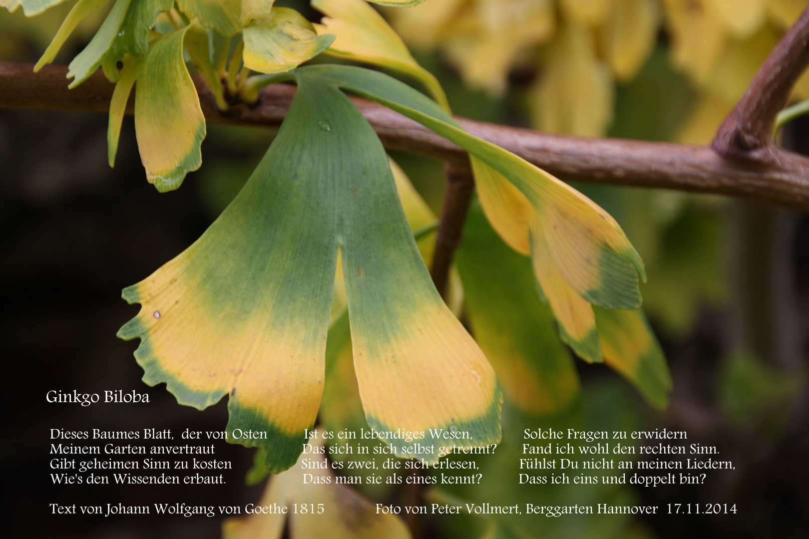 Ginkgo Biloba