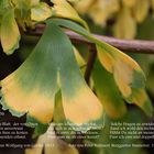 Ginkgo Biloba