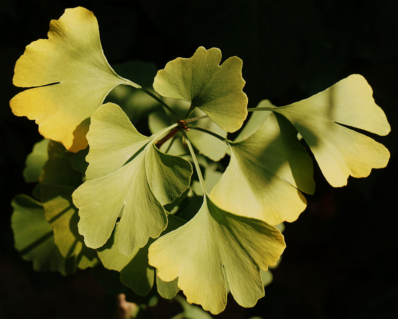 Ginkgo biloba