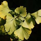 Ginkgo biloba