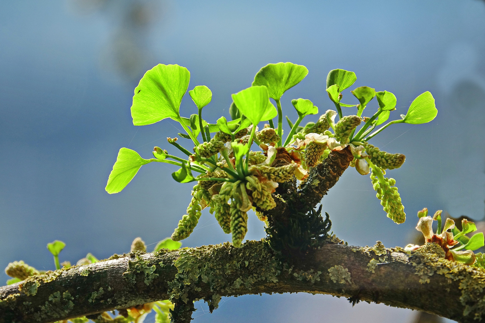 Ginkgo biloba