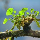 Ginkgo biloba