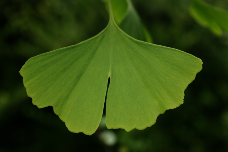 ginkgo biloba