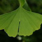 ginkgo biloba