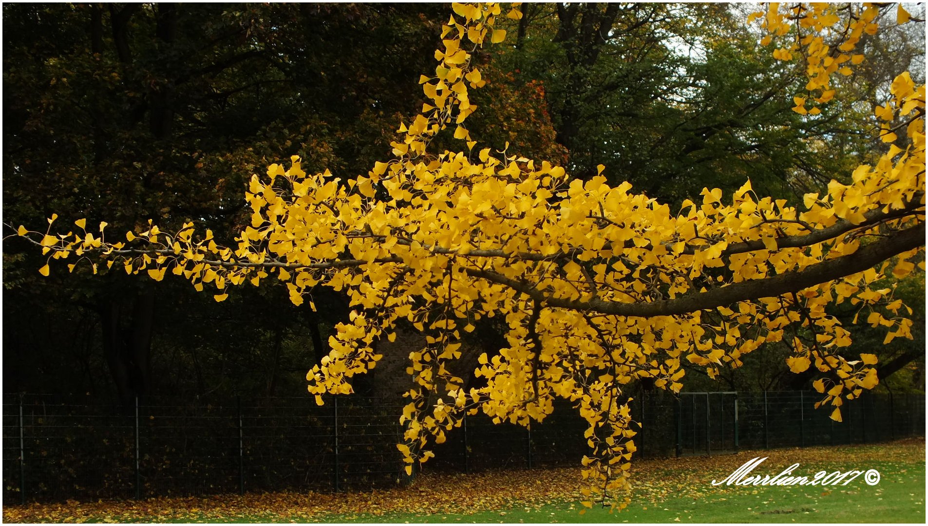 Ginkgo Biloba