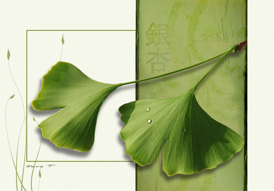 Ginkgo biloba