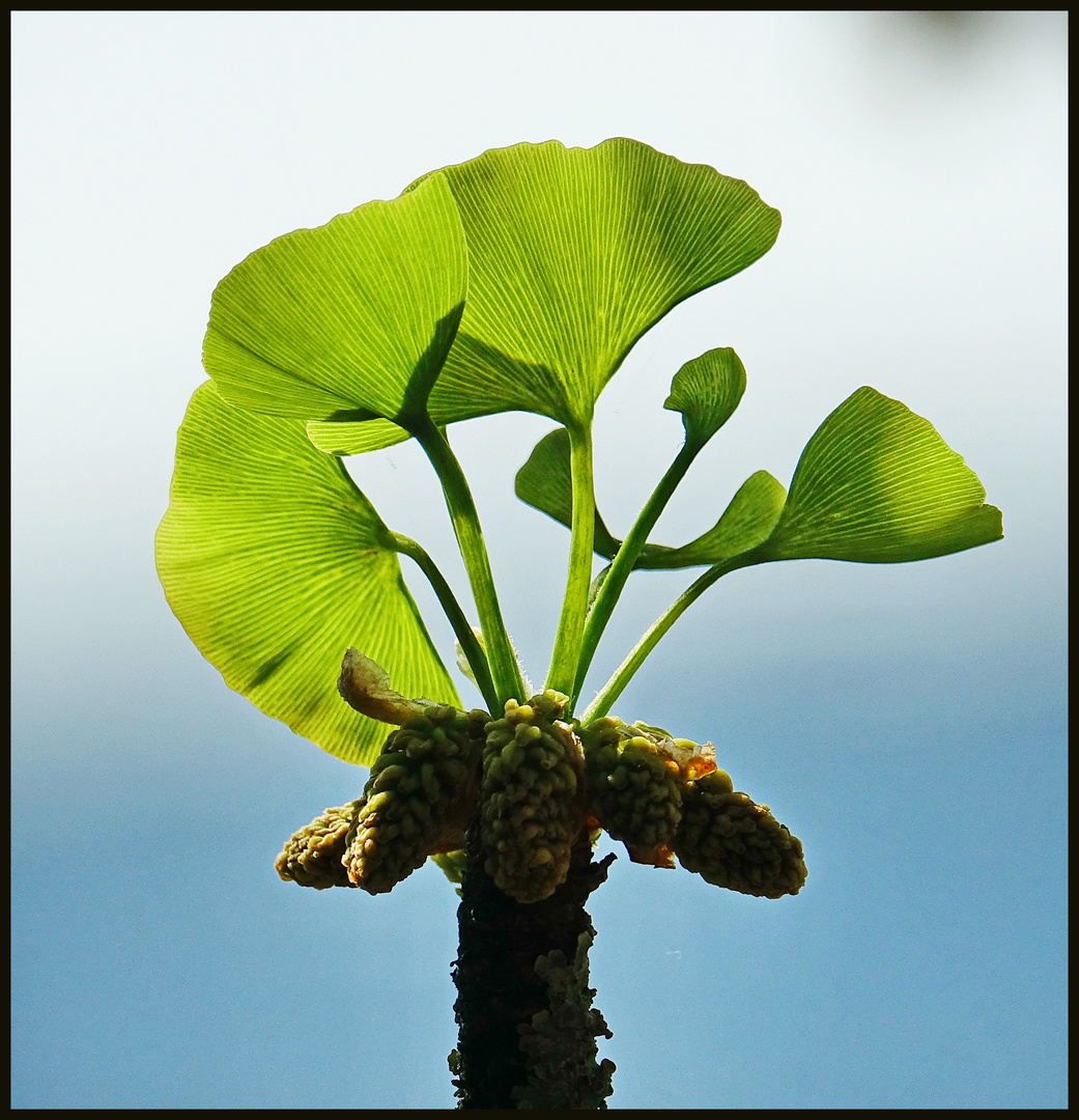 Ginkgo biloba